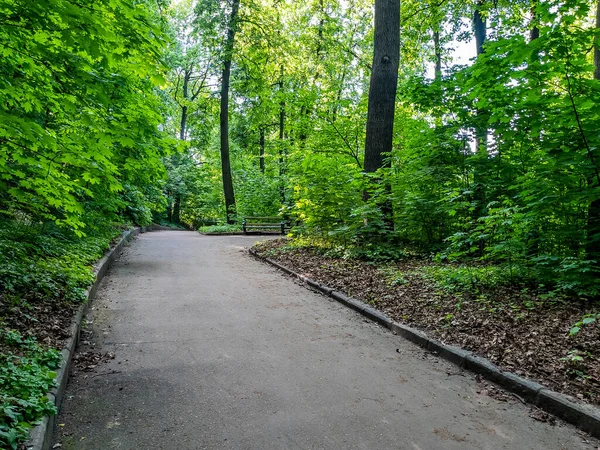 Picturesque alley in the old park (Eco trail on Vorobyovy Gory in Moscow)
