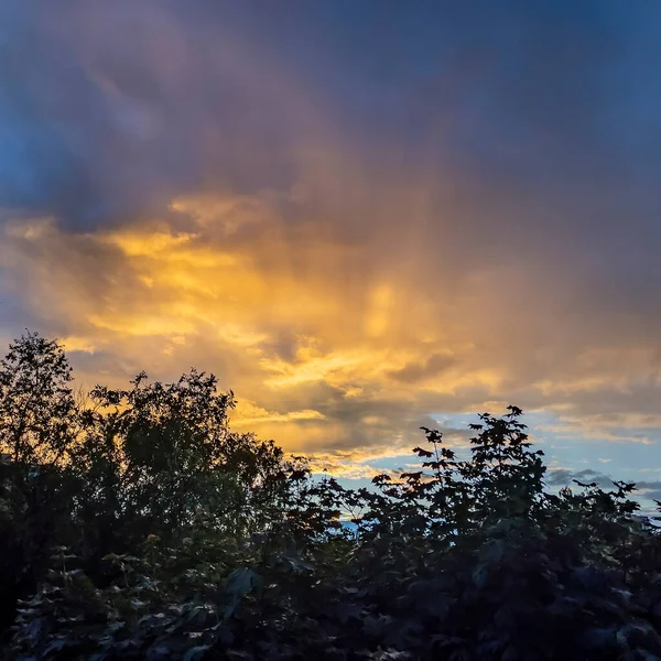 Jasná Obloha Západu Slunce Stromy Temnotě — Stock fotografie