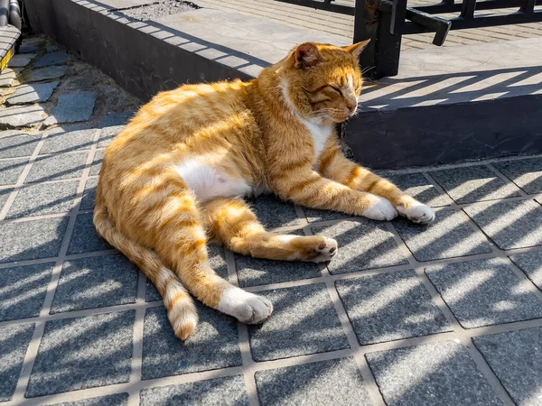 Gato Agradável Encontra Pavimento Pedra Rua Velha — Fotografia de Stock