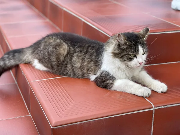 Die Nette Katze Liegt Auf Dem Steinpflaster Der Alten Straße — Stockfoto