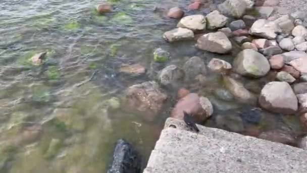 Meereswelle Und Nasse Steine Hintergrund — Stockvideo