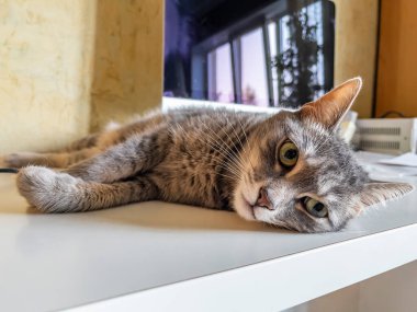 Gri tüylü kedi masada yatıyor. Arkaplanda bilgisayar