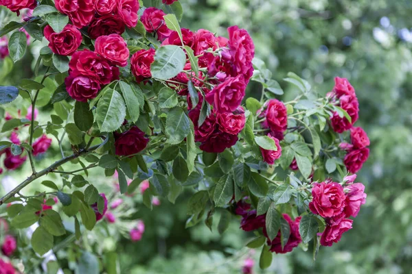 Fleurs Dans Environnement Urbain — Photo