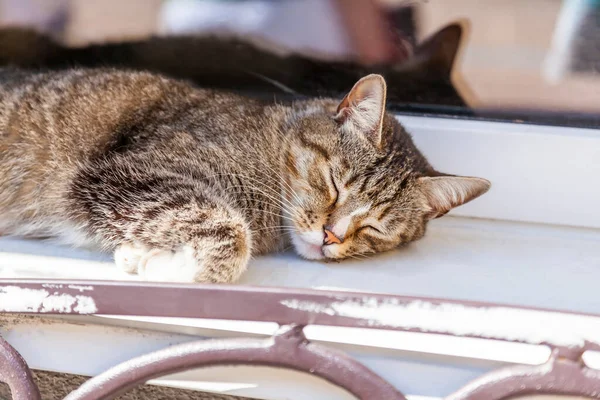 Graue Flauschige Katze Liegt Fenster — Stockfoto