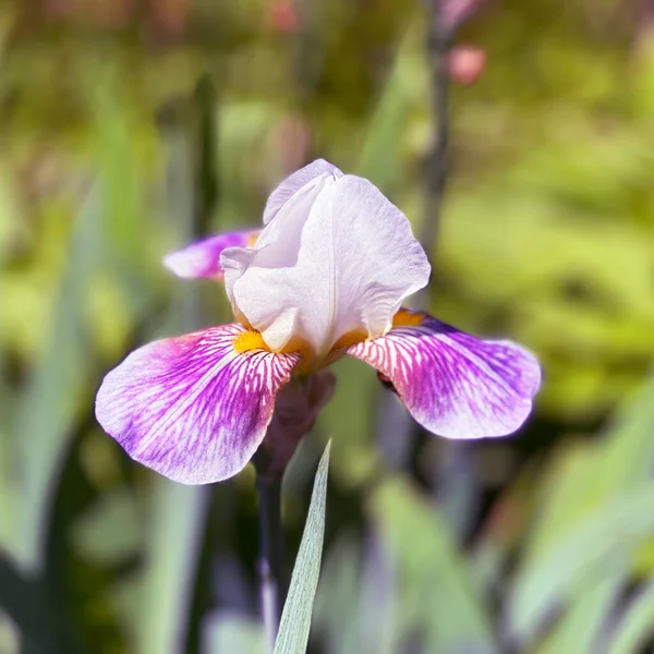 Blühende Iris Garten — Stockfoto