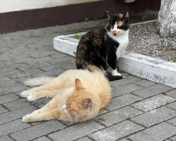 Zwei Nette Katzen Liegen Auf Dem Steinpflaster Der Alten Straße — Stockfoto