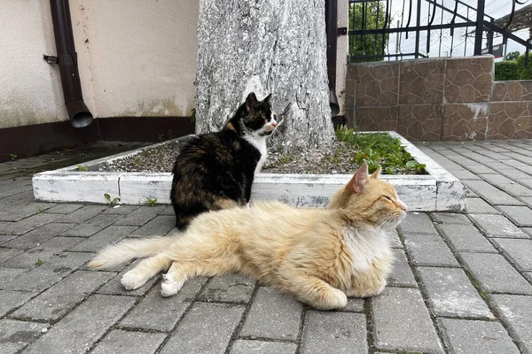 Two Nice Cats Lies Stone Pavement Old Street — Stock Photo, Image