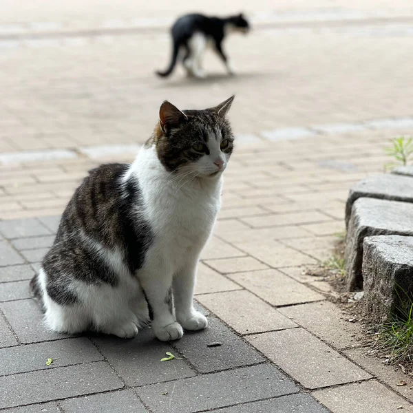 Gato Agradável Encontra Pavimento Pedra Rua Velha — Fotografia de Stock