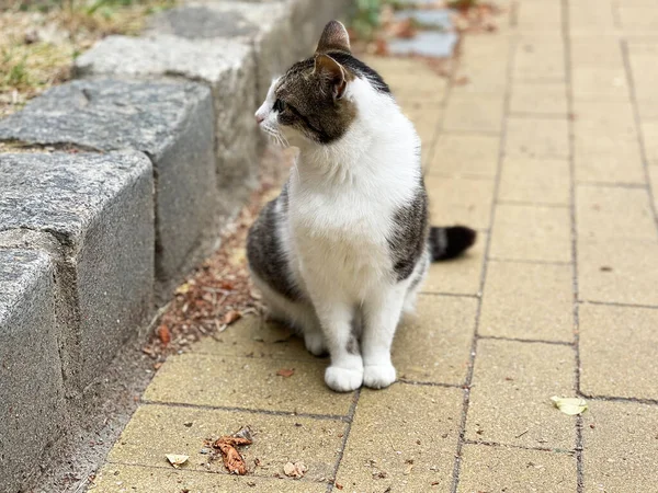 Die Nette Katze Liegt Auf Dem Steinpflaster Der Alten Straße — Stockfoto