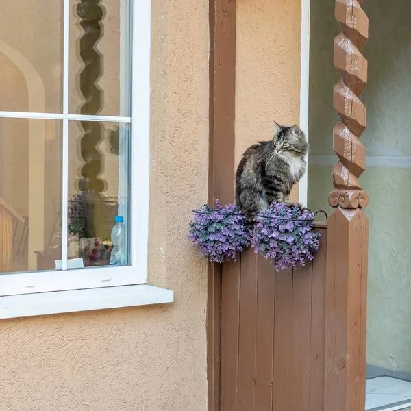 Graue Flauschige Katze Sitzt Auf Der Bank — Stockfoto