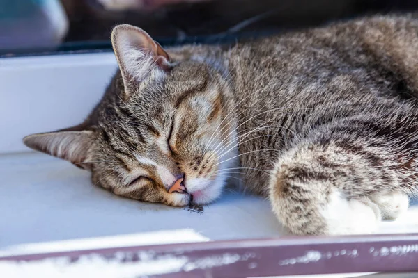 Gris Esponjoso Gato Encuentra Cerca Ventana — Foto de Stock