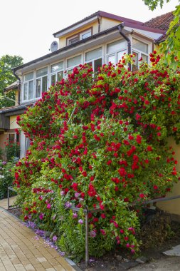 Kentsel bir ortamda çiçekler