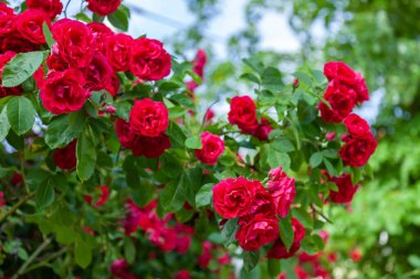 Kentsel bir ortamda çiçekler