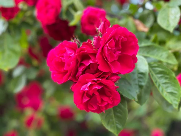 都会の花々 — ストック写真