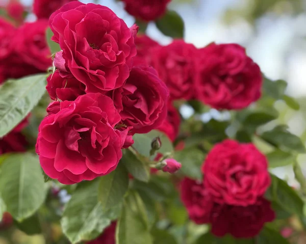 都会の花々 — ストック写真