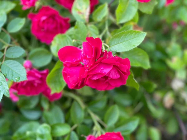 都会の花々 — ストック写真