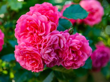 Kentsel bir ortamda çiçekler