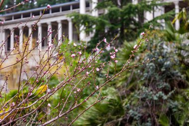 Sochi, Rusya, 13 Nisan 2021. Tarihi ve kültürel bir eser olan terk edilmiş Ordzhonikidze sanatoryumunun mimari topluluğu.