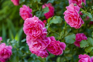 Kentsel bir ortamda çiçekler