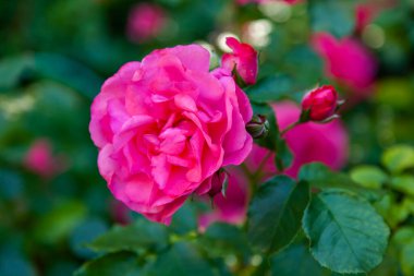 Kentsel bir ortamda çiçekler