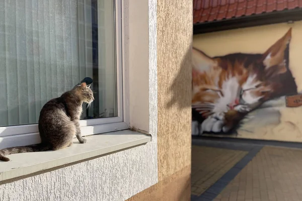 Grey Fluffy Cat Lies Window — Stock Photo, Image