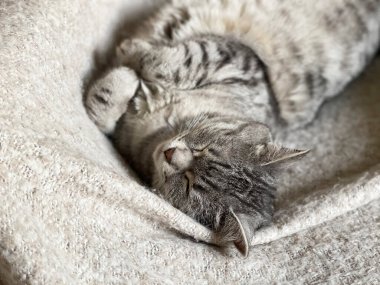 Oyuncak tüylü kedi kanepede yatıyor. 