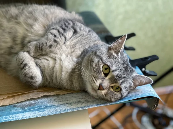 Speelse Pluizige Kat Ligt Tafel — Stockfoto