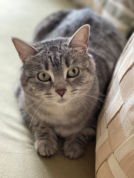 복슬복슬 고양이가 소파에 — 스톡 사진
