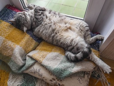 Oyuncak tüylü kedi kanepede yatıyor. 