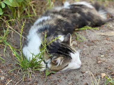 Güzel kedi sıcak havada ağaçların altındaki parkta yatıyor.