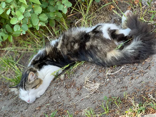 Die Nette Katze Liegt Bei Heißem Wetter Park Unter Bäumen — Stockfoto