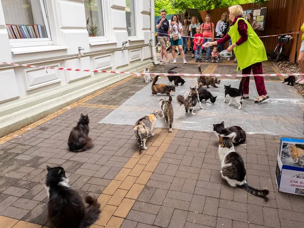 Zelenogradsk Rússia Junho 2021 Peixes Alimentando Gatos Vadios — Fotografia de Stock