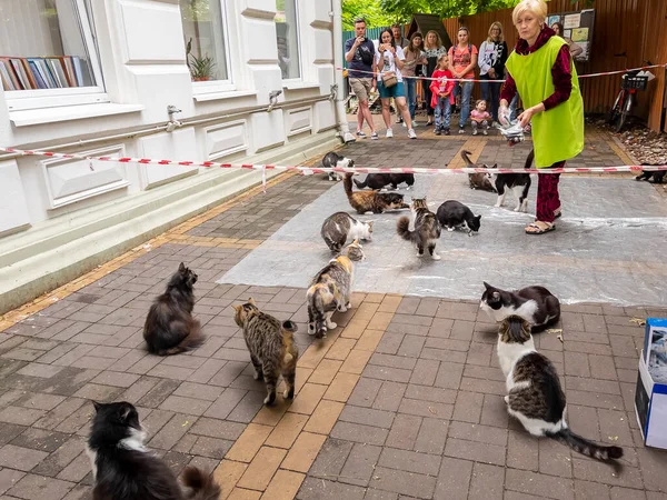 Zelenogradsk Rússia Junho 2021 Peixes Alimentando Gatos Vadios — Fotografia de Stock