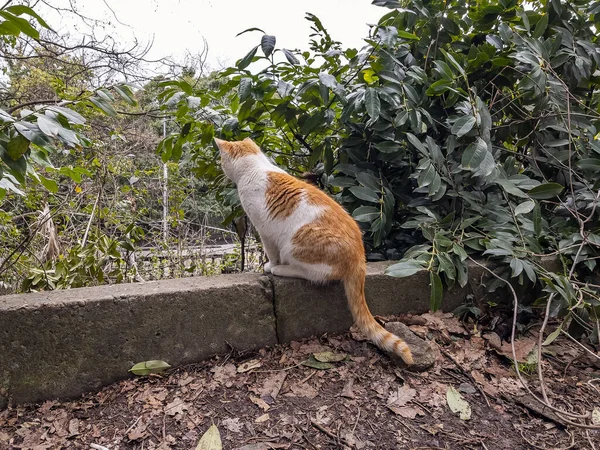 Живописный Старый Парк Красная Кошка Сидит Каменном Парапете — стоковое фото