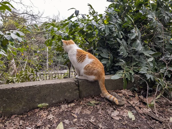 Pintoresco Parque Viejo Gato Rojo Sienta Parapeto Piedra —  Fotos de Stock