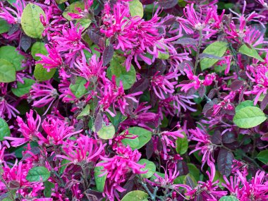 Baharda çiçek açan bir çalılığın dalları