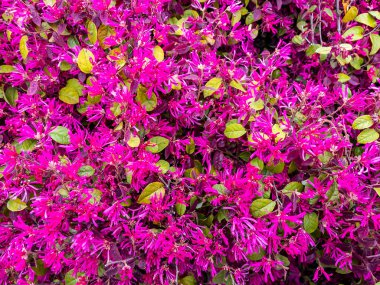 Baharda çiçek açan bir çalılığın dalları