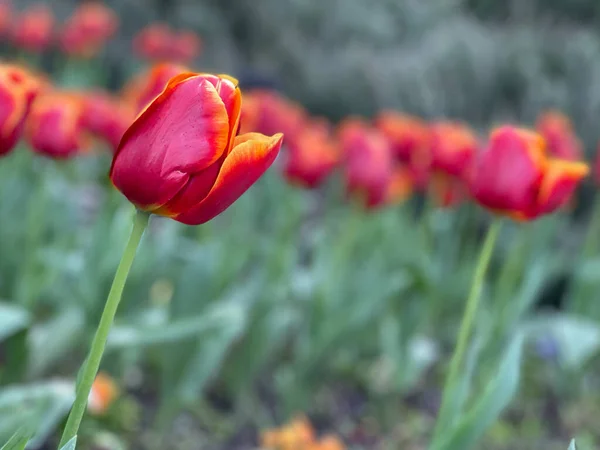 Tulipas Vermelhas Parque — Fotografia de Stock