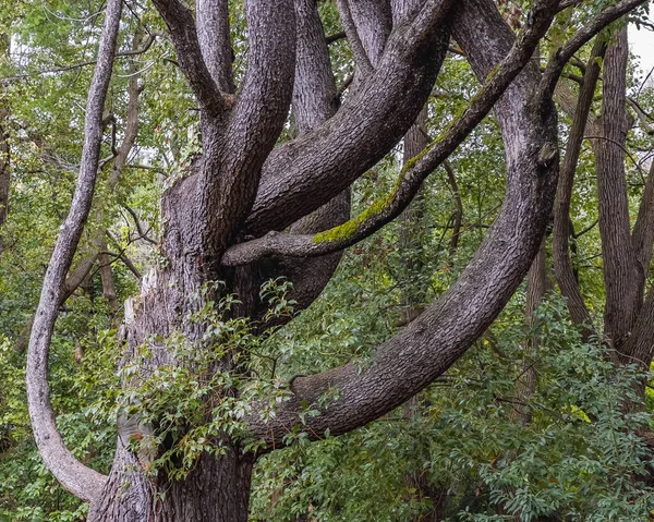 Lkbaharda Parkta Resimli Bir Ağacın Dalları — Stok fotoğraf