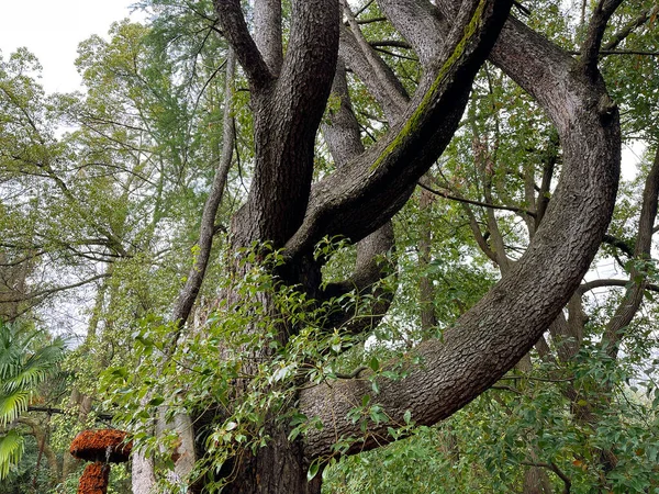 Lkbaharda Parkta Resimli Bir Ağacın Dalları — Stok fotoğraf