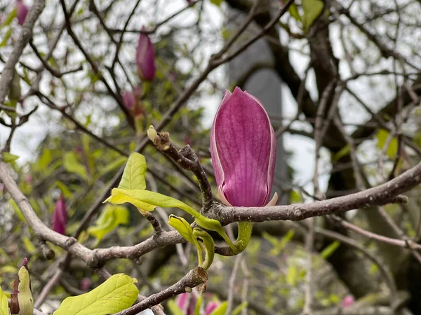 Branches Magnolia Fleuri Printemps Dans Parc — Photo