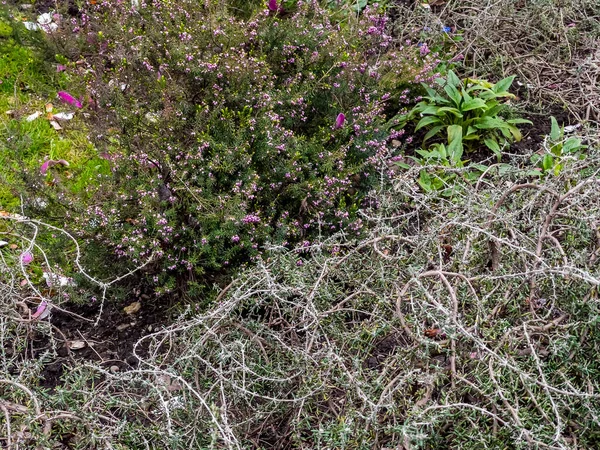 Гілки Квітучого Куща Навесні Парку — стокове фото