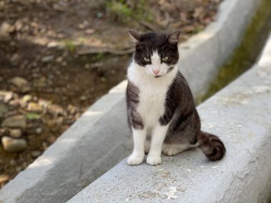 Resimli eski bir park. Kızıl kedi taştan korkuluklara oturur.