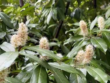 İlkbaharda parkta çiçek açan bir çalılığın dalları