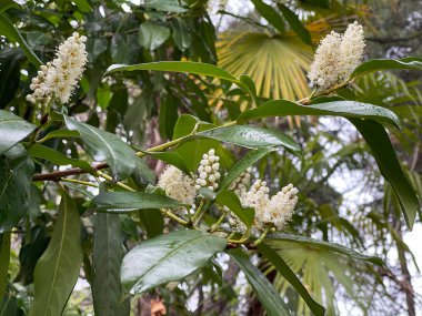 İlkbaharda parkta çiçek açan bir çalılığın dalları