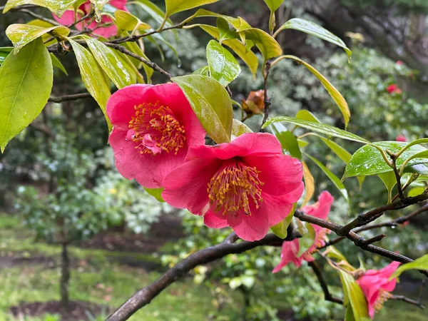 Filialer Till Blommande Buske Våren Parken — Stockfoto