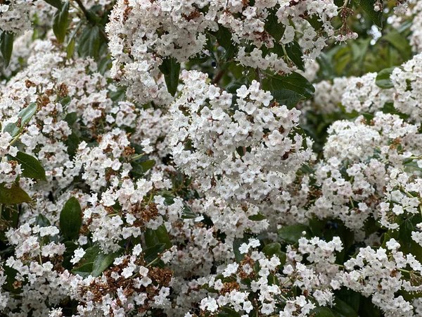 Branches Flowering Bush Spring Park — Stock Photo, Image