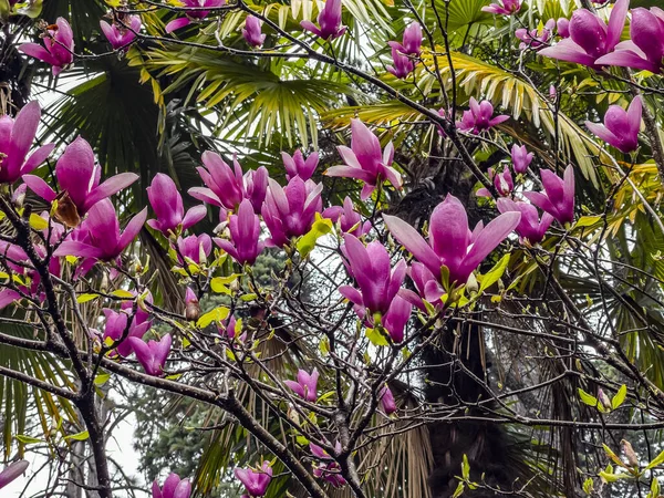 Branches Flowering Magnolia Spring Park — Stock Photo, Image