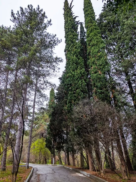 Egy Festői Sikátor Tavasszal Parkban Eső Után — Stock Fotó