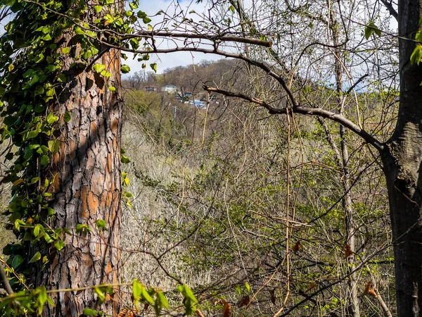 A picturesque alley in the spring in the park after the rain